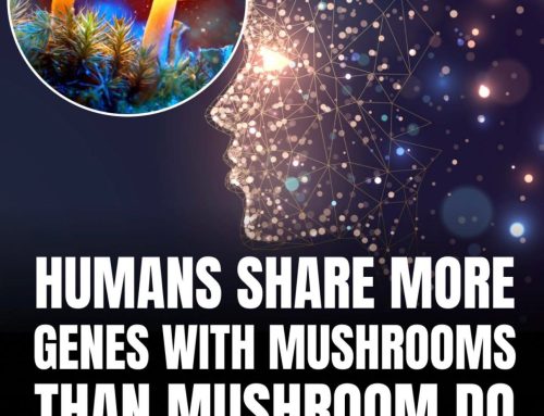 Psilocybin: I Walked In With Fear and Walked Out With Myself